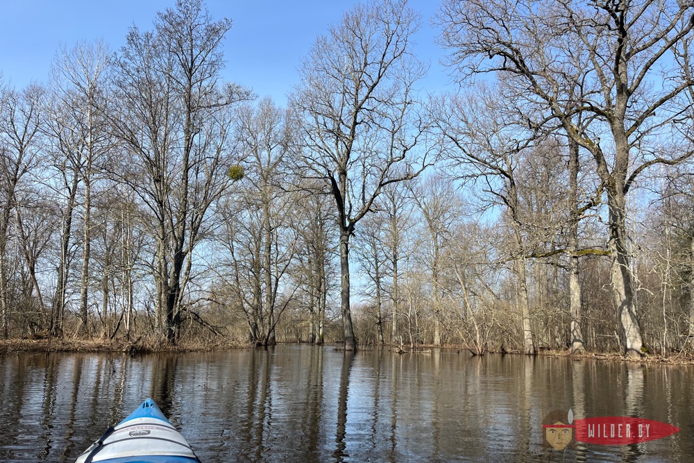 Сплав по реке Случь на байдарках