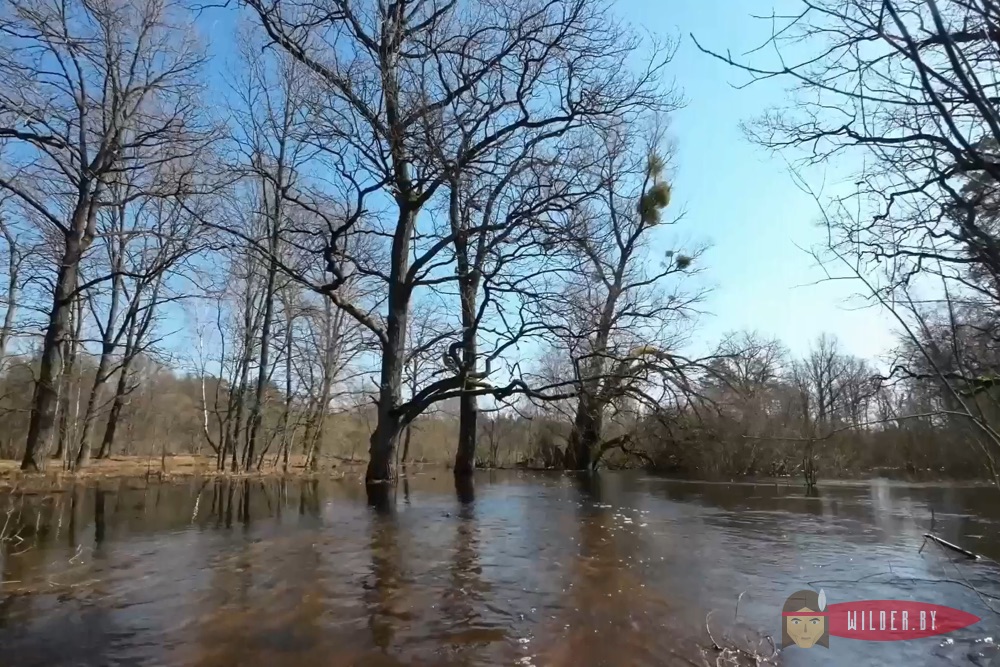 Маршруты реки Случь для сплавов на байдарках
